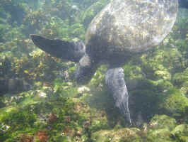 turtle_snorkle4.jpg (98649 bytes)