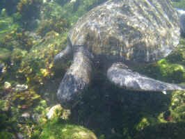 turtle_snorkle5.jpg (86126 bytes)