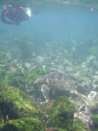 turtle_snorkle_kim.jpg (73423 bytes)