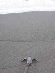 turtle_water1.jpg (74107 bytes)
