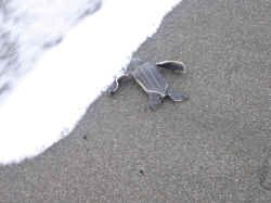 turtle_water2.jpg (64842 bytes)