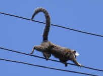 unidentified_mammal.jpg (31351 bytes)