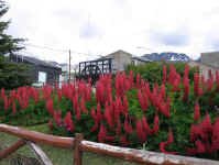 ushuaia_lupine.jpg (102096 bytes)