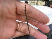 walking_stick.jpg (56067 bytes)