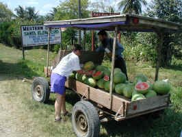 watermelon man.jpg (116187 bytes)