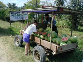 watermelon_man.jpg (116187 bytes)