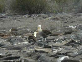 waved_albatross.jpg (71770 bytes)