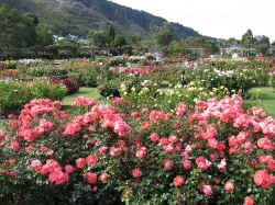 wellington_roses.jpg (144355 bytes)