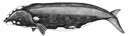 Southern Right Whale