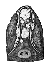 Head