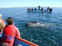 whale between boats.JPG (393540 bytes)