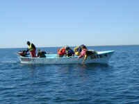 whale panga.JPG (357309 bytes)