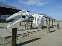 whale skeleton.JPG (370032 bytes)