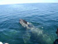 whale view.JPG (378264 bytes)