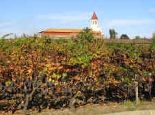 wine_grapes.jpg (118180 bytes)