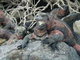 xmas_iguan_buds.jpg (116751 bytes)