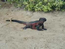 xmas_iguana1.jpg (115166 bytes)