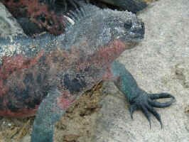xmas_iguana2.jpg (94666 bytes)