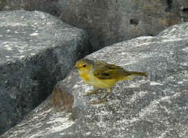 yellow_warbler.jpg (98724 bytes)